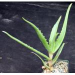 Aloe mawii 4-inch pots