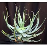 Aloe microstigma 2-gallon pots