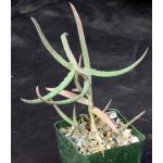 Aloe millotii 4-inch pots