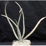 Aloe mudenensis one-gallon pots