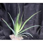 Aloe mutabilis one-gallon pots