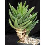 Aloe nobilis (variegated) one-gallon pots