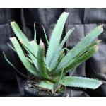 Aloe not swynnertonii 2-gallon pots