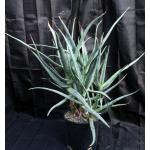 Aloe nyeriensis 2-gallon pots