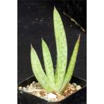 Aloe officinalis 2-inch pots
