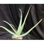 Aloe officinalis one-gallon pots
