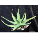 Aloe officinalis one-gallon pots