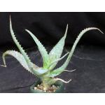 Aloe omoana 4-inch pots
