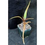 Aloe palmiformis 4-inch pots