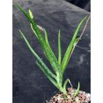 Aloe pendens 4-inch pots