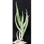 Aloe penduliflora (WY 1009) 5-inch pots