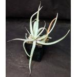 Aloe pictifolia 5-inch pots