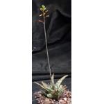 Aloe cv Pink Lace 5-inch pots