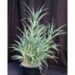 Aloe pluridens 2-gallon pots