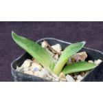 Aloe prinslooi 2-inch pots