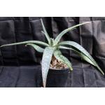 Aloe pruinosa 2-gallon pots