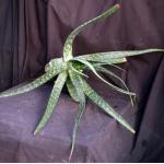Aloe pruinosa 3-gallon pots
