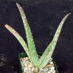 Aloe pseudorubroviolacea 4-inch pots