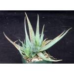Aloe rauhii 5-inch pots