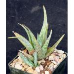 Aloe rauhii x Blue Hawaii 3-inch pots