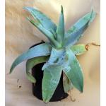 Aloe reynoldsii 2-gallon pots