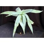 Aloe reynoldsii 3-gallon pots
