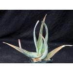 Aloe richaudii 5-inch pots