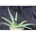 Aloe rigens one-gallon pots