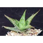 Aloe ruffingiana 5-inch pots