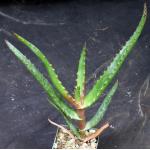 Aloe rupestris 3-inch pots