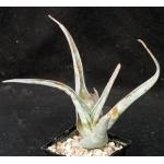 Aloe scabrifolia 5-inch pots