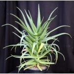Aloe scorpiodes 2-gallon pots