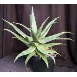 Aloe secundiflora 3-gallon pots