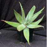 Aloe secundiflora (WY 1021) one-gallon pots