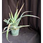 Aloe sereti (Cameroon) 3-gallon pots