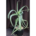 Aloe sinana 3-gallon pots