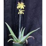 Aloe sinkatana (zub) 4-inch pots
