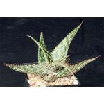 Aloe somaliensis 5-inch pots