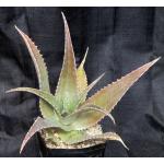 Aloe sp. (Machakos Junction, Kenya) one-gallon pots