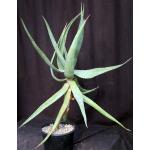 Aloe sp. Ethiopia (Katz ET60) 2-gallon pots