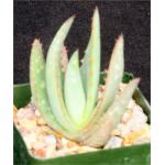 Aloe sp. aff. elegans 4-inch pots