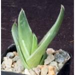 Aloe striata 2-inch pots