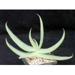 Aloe striata 5-inch pot