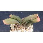 Aloe swynnertonii 4-inch pots