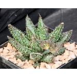 Aloe cv Tarantula 5-inch pots