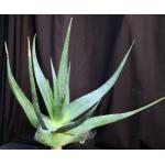 Aloe tomentosa 3-gallon pots