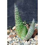 Aloe tomentosa 3-inch pots
