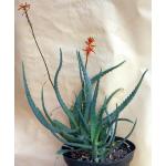 Aloe tororoana 10-inch pots