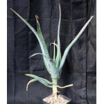 Aloe tororoana one-gallon pots