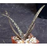 Aloe trichosantha ssp. longiflora 3-inch pots